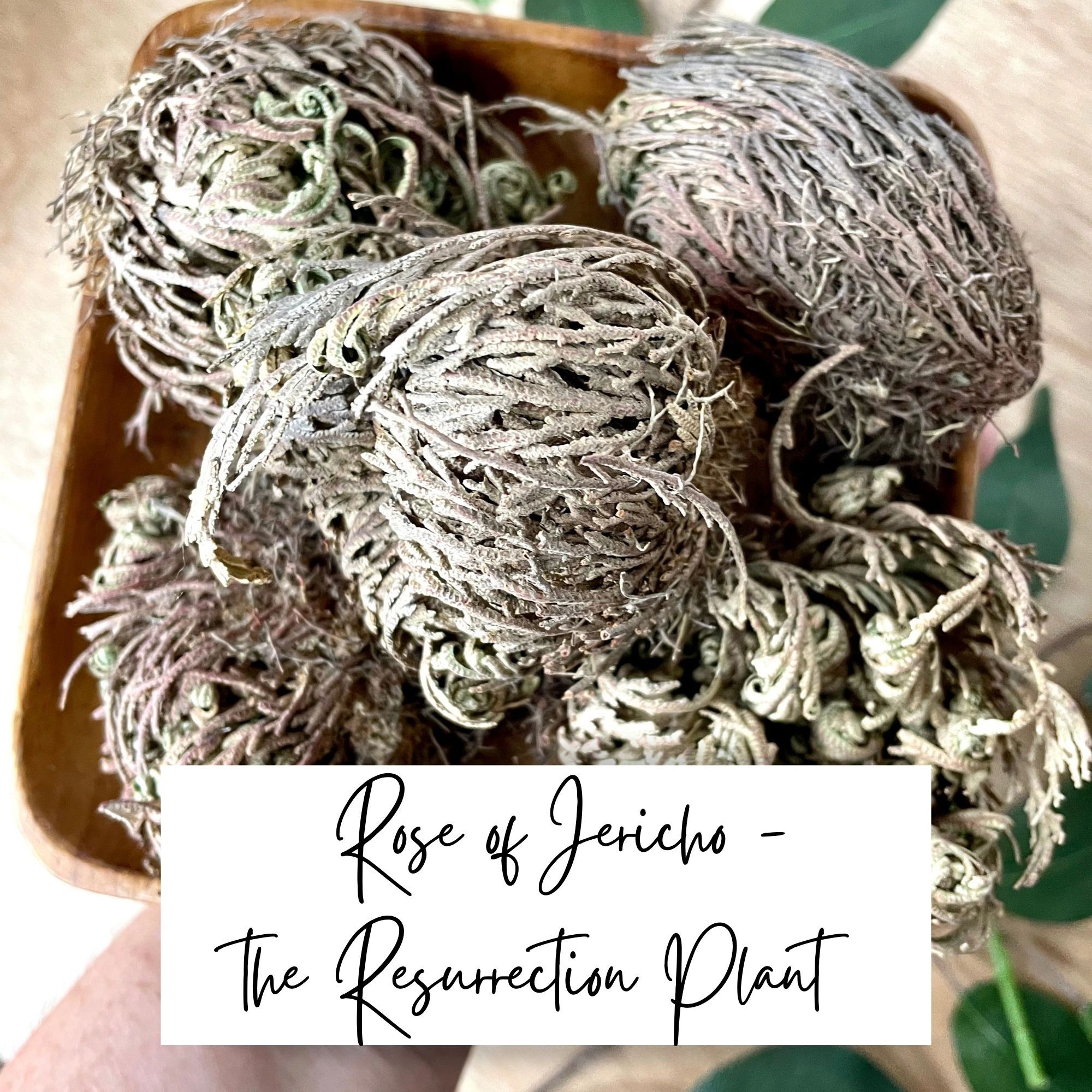 The Magic of the Rose of Jericho